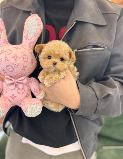 Maltipoo - Anna(Female) - Beautiful puppy teacup puppy with adorable features available for adoption from Velydog