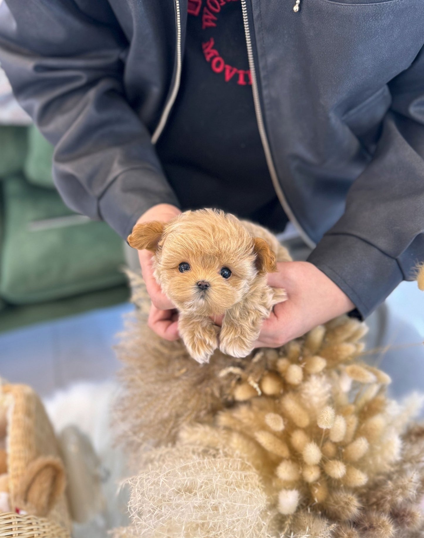 Maltipoo - Anna(Female) - Beautiful puppy teacup puppy with adorable features available for adoption from Velydog