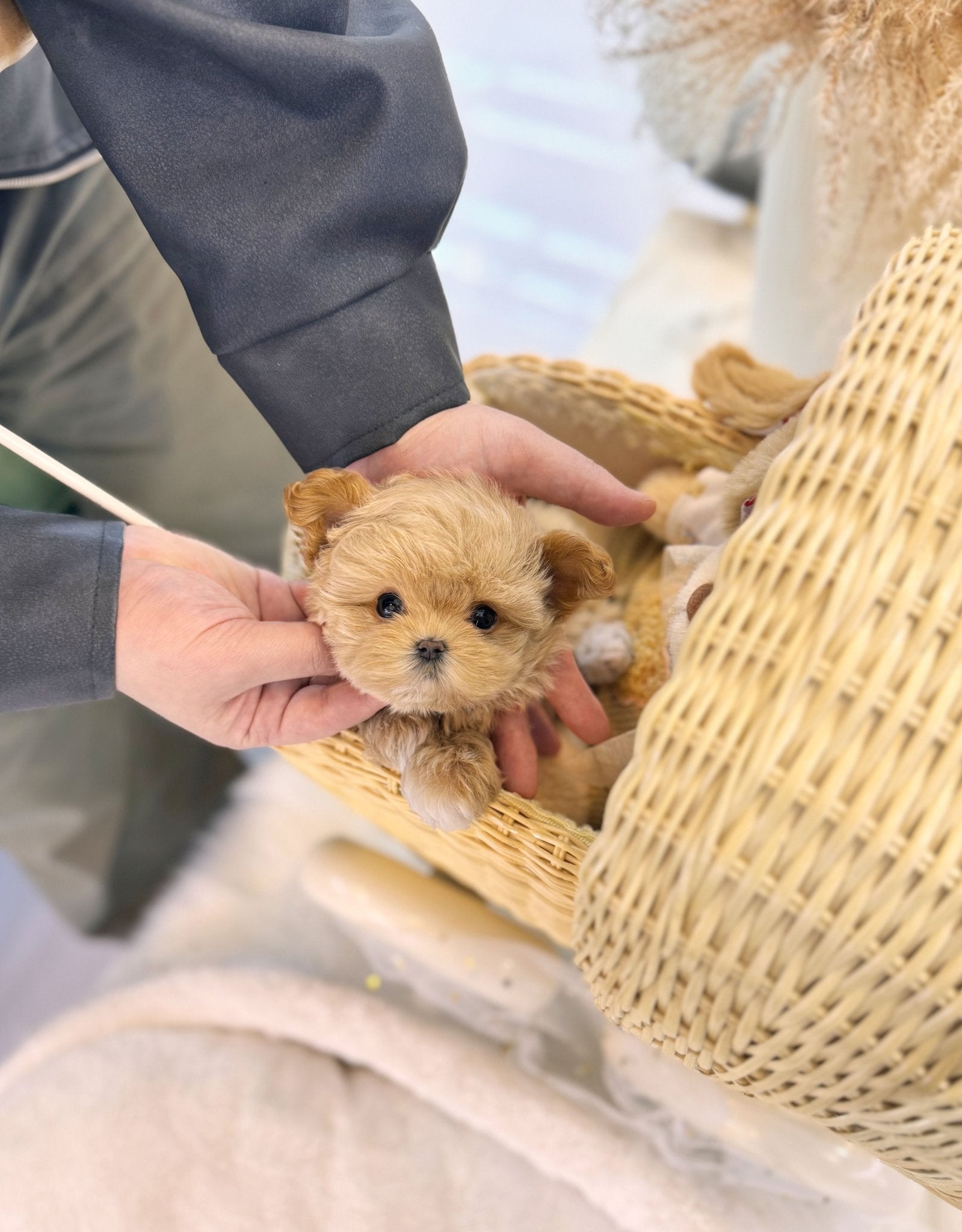 Maltipoo - Anna(Female) - Beautiful puppy teacup puppy with adorable features available for adoption from Velydog