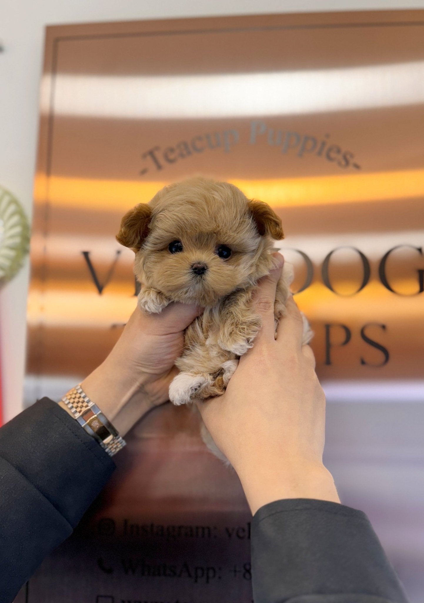 Maltipoo - Anna(Female) - Beautiful puppy teacup puppy with adorable features available for adoption from Velydog