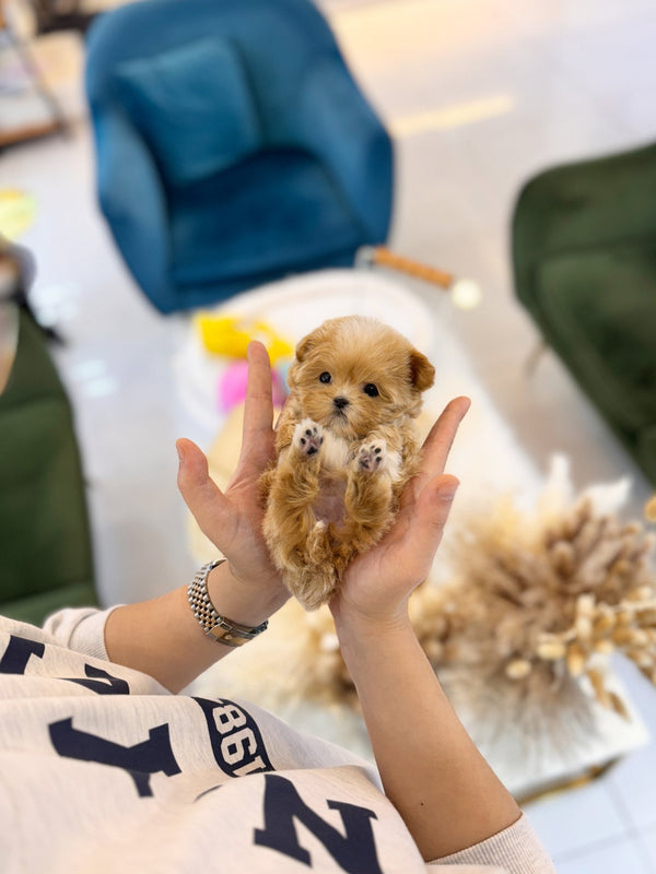Maltipoo - Annie(Female) - Beautiful puppy teacup puppy with adorable features available for adoption from Velydog