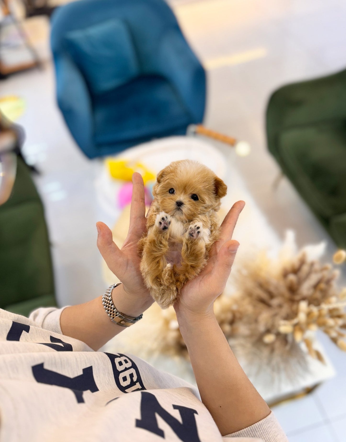 Maltipoo - Annie(Female) - Beautiful puppy teacup puppy with adorable features available for adoption from Velydog