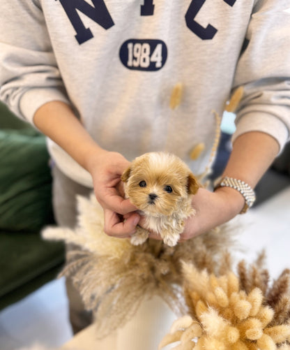 Maltipoo - Annie(Female) - Beautiful puppy teacup puppy with adorable features available for adoption from Velydog