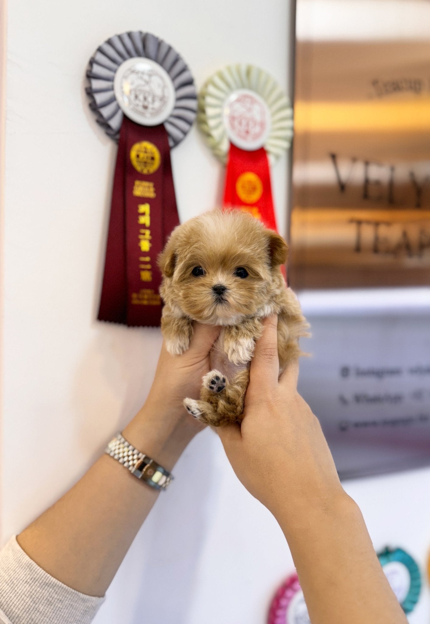 Maltipoo - Annie(Female) - Beautiful puppy teacup puppy with adorable features available for adoption from Velydog