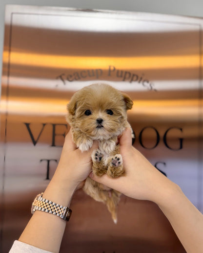 Maltipoo - Annie(Female) - Beautiful puppy teacup puppy with adorable features available for adoption from Velydog