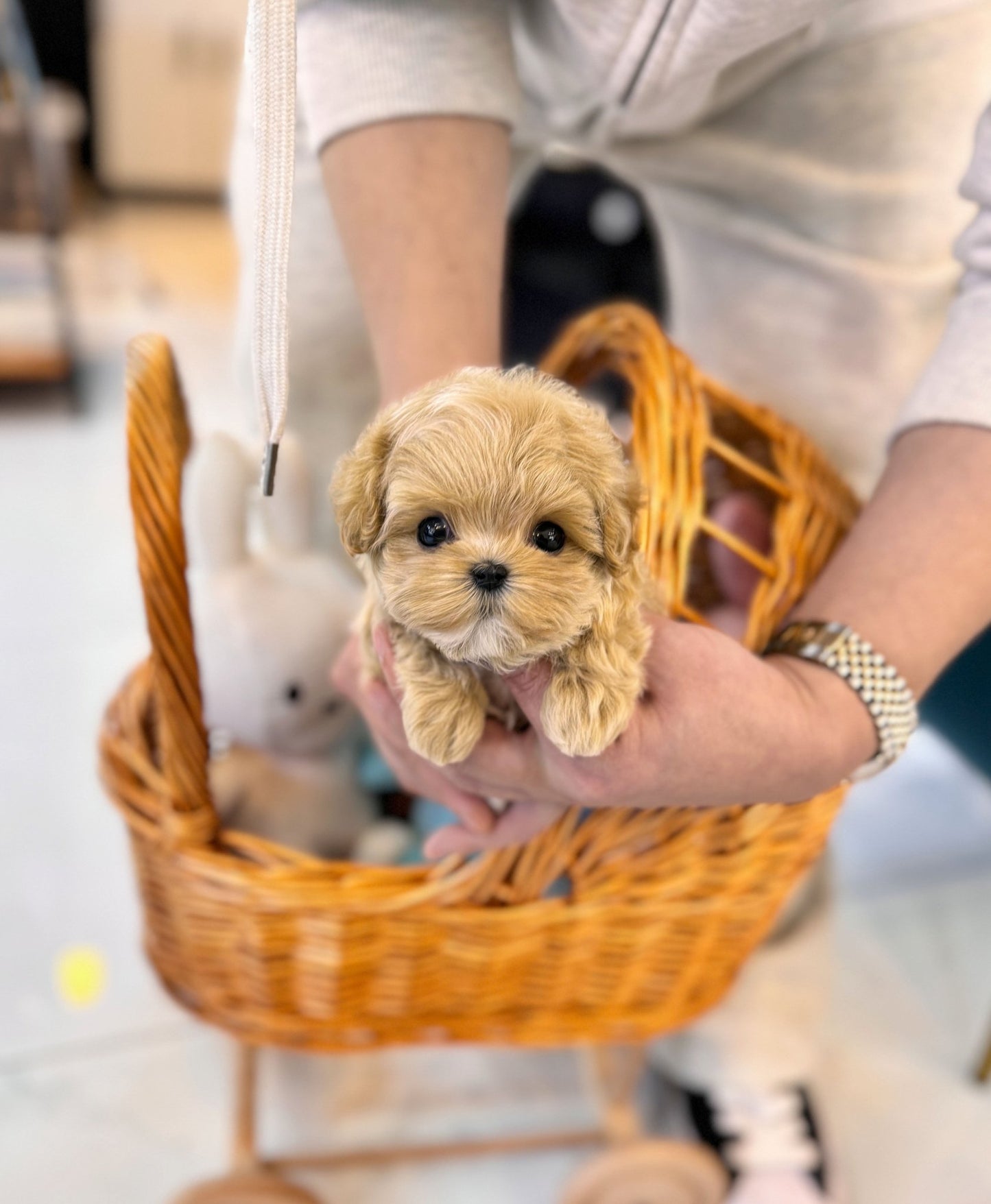 Maltipoo - Anthony(Female) - Beautiful puppy teacup puppy with adorable features available for adoption from Velydog