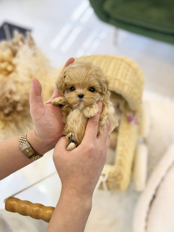 Maltipoo - Anthony(Female) - Beautiful puppy teacup puppy with adorable features available for adoption from Velydog
