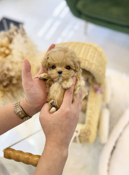 Maltipoo - Anthony(Female) - Beautiful puppy teacup puppy with adorable features available for adoption from Velydog