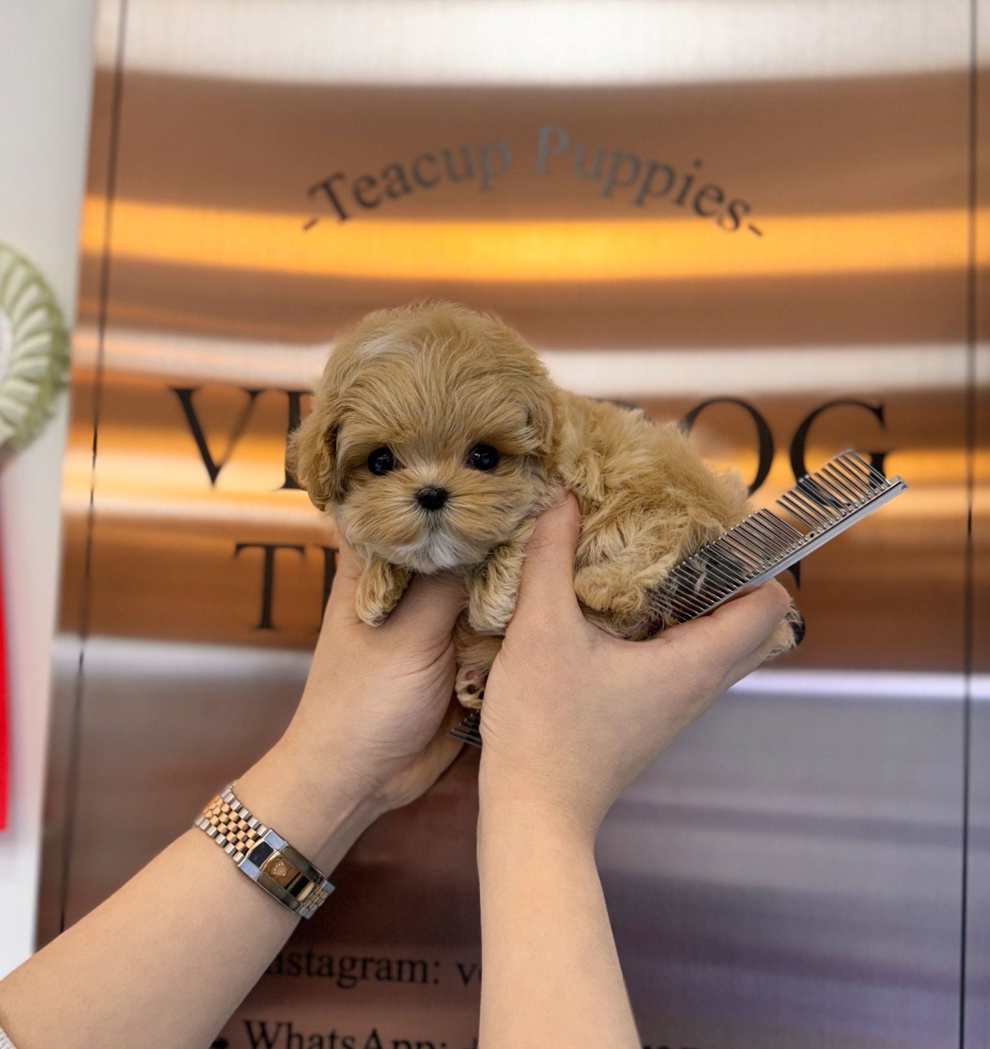 Maltipoo - Anthony(Female) - Beautiful puppy teacup puppy with adorable features available for adoption from Velydog