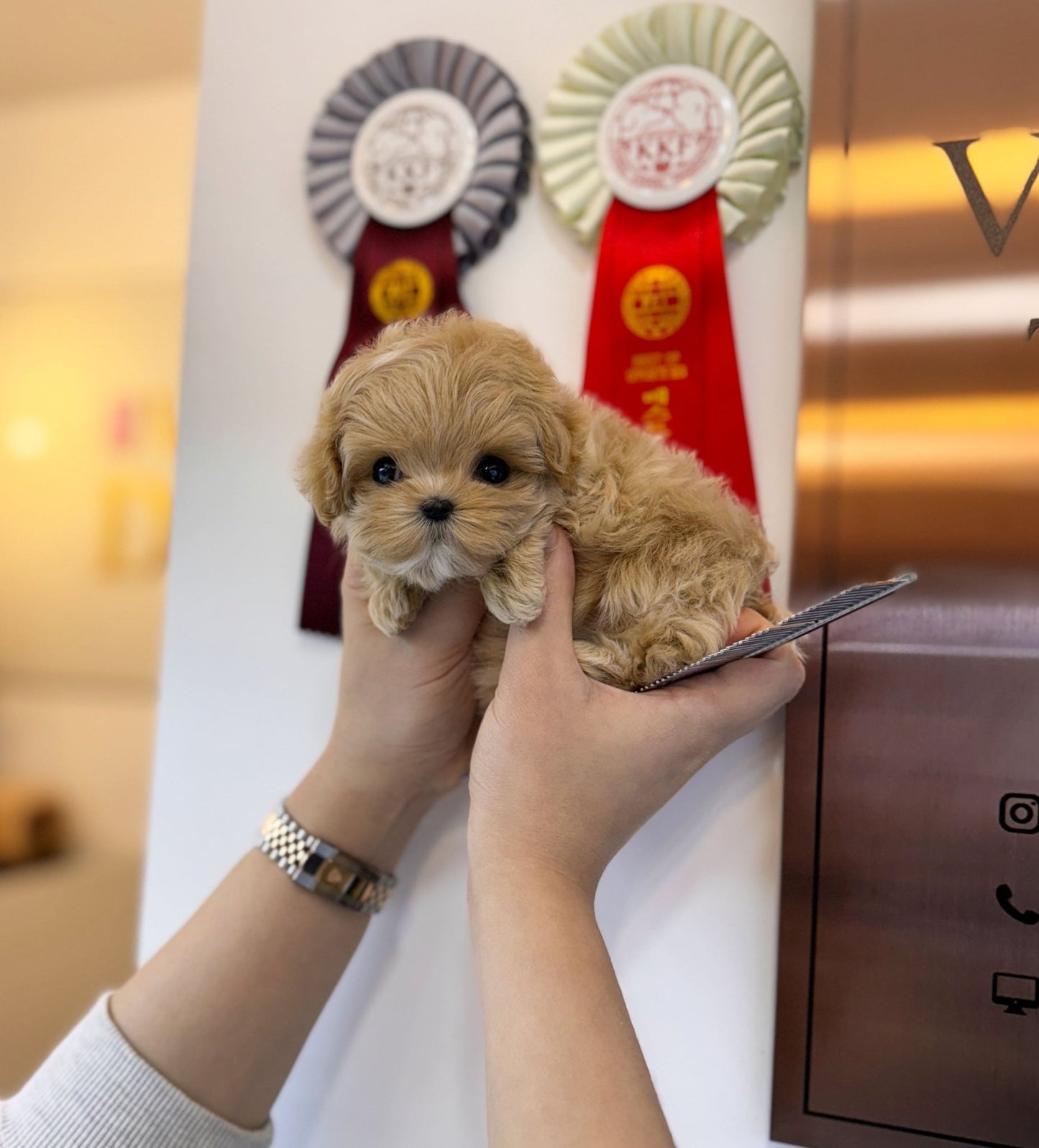 Maltipoo - Anthony(Female) - Beautiful puppy teacup puppy with adorable features available for adoption from Velydog