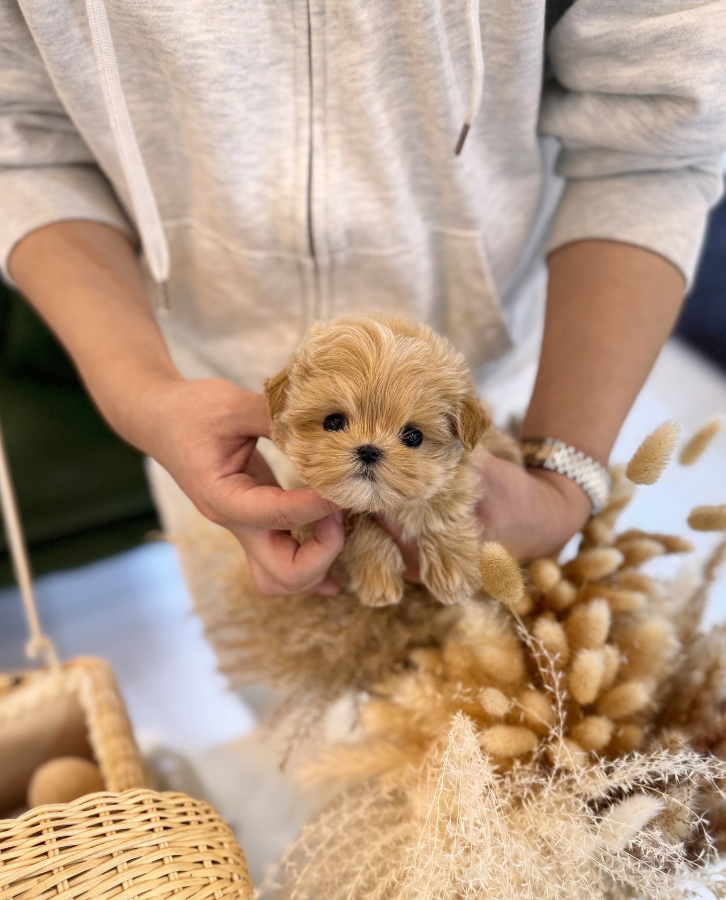 Maltipoo - Aria(Female) - Beautiful puppy teacup puppy with adorable features available for adoption from Velydog