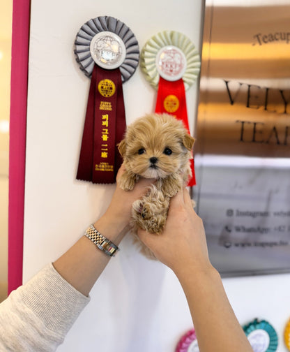 Maltipoo - Aria(Female) - Beautiful puppy teacup puppy with adorable features available for adoption from Velydog