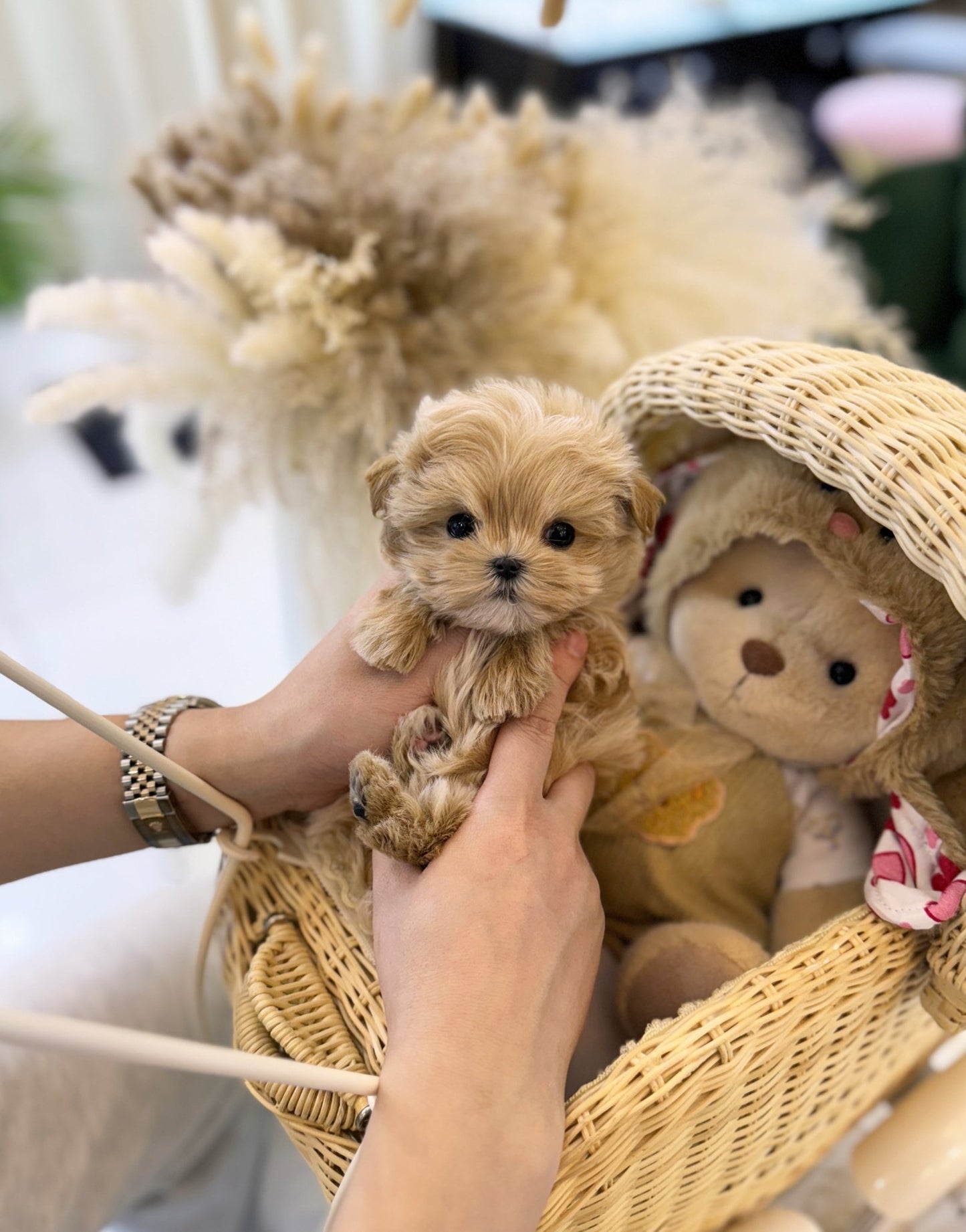 Maltipoo - Aria(Female) - Beautiful puppy teacup puppy with adorable features available for adoption from Velydog