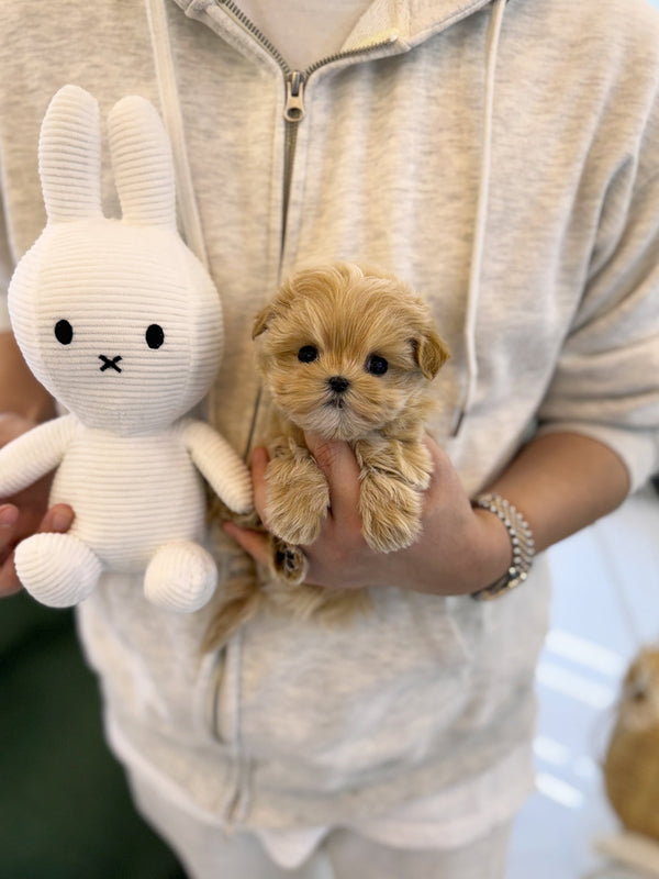 Maltipoo - Aria(Female) - Beautiful puppy teacup puppy with adorable features available for adoption from Velydog