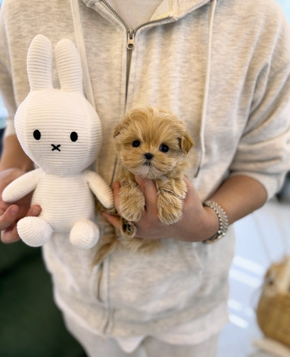 Maltipoo - Aria(Female) - Beautiful puppy teacup puppy with adorable features available for adoption from Velydog