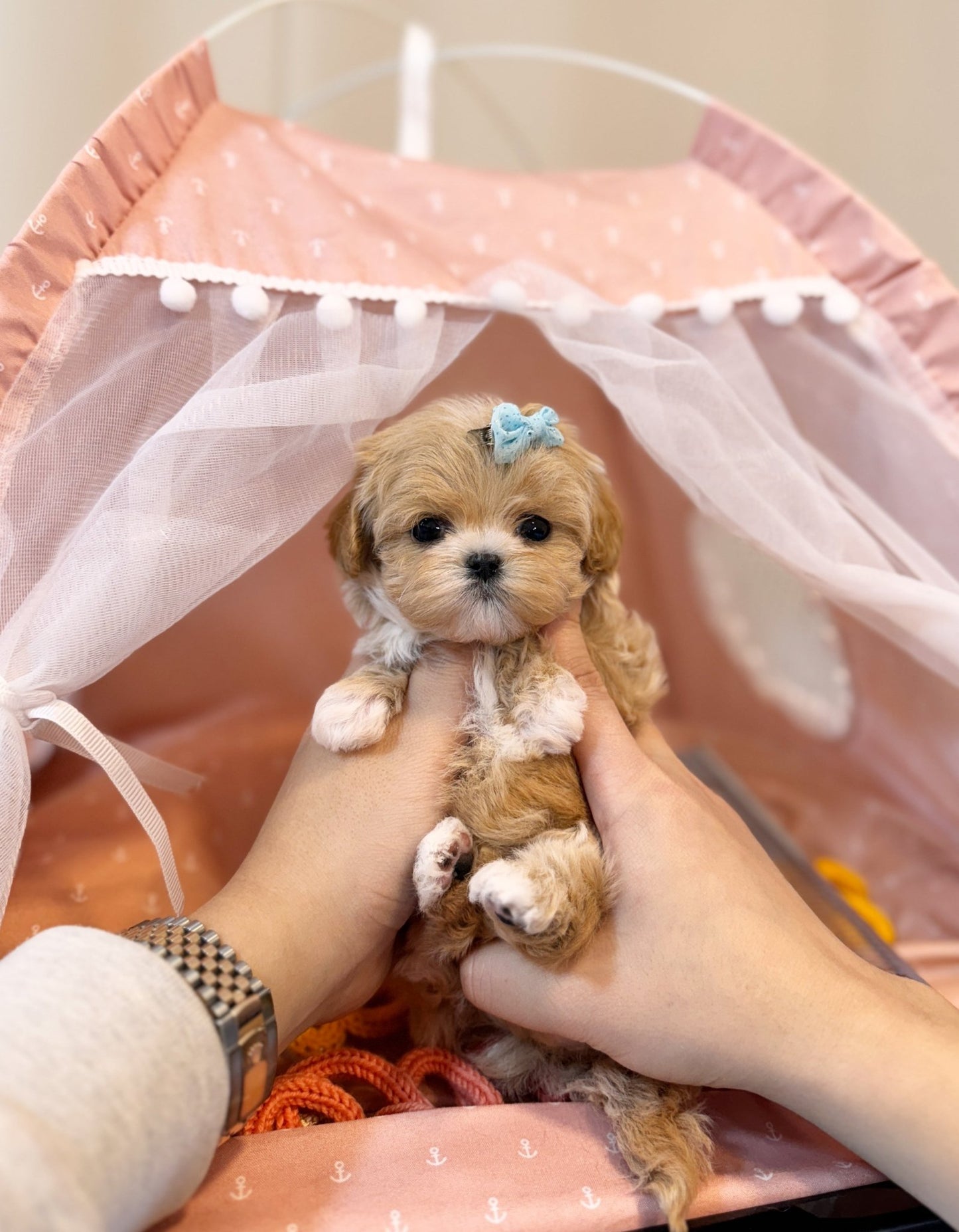 Maltipoo - Ariana(Female) - Beautiful puppy teacup puppy with adorable features available for adoption from Velydog