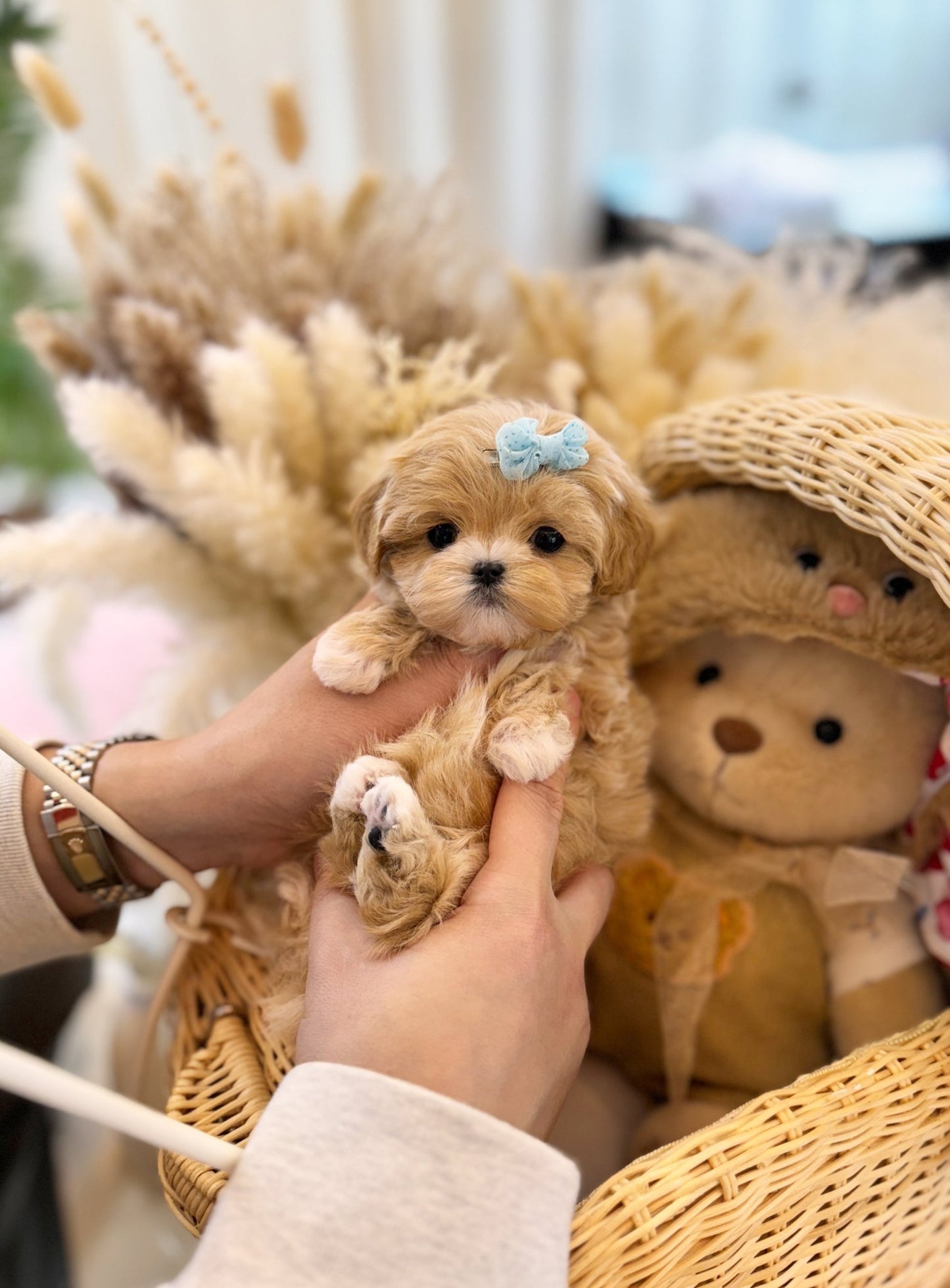 Maltipoo - Ariana(Female) - Beautiful puppy teacup puppy with adorable features available for adoption from Velydog