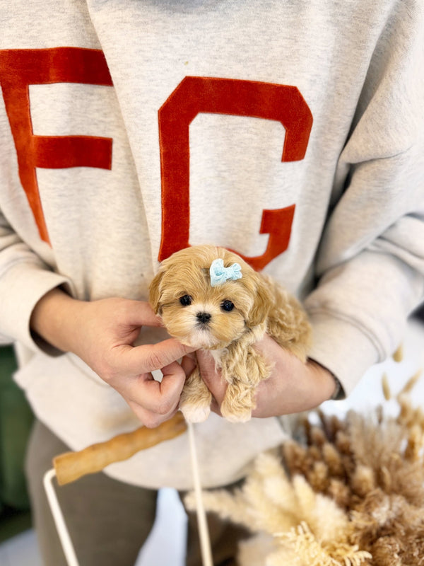 Maltipoo - Ariana(Female) - Beautiful puppy teacup puppy with adorable features available for adoption from Velydog