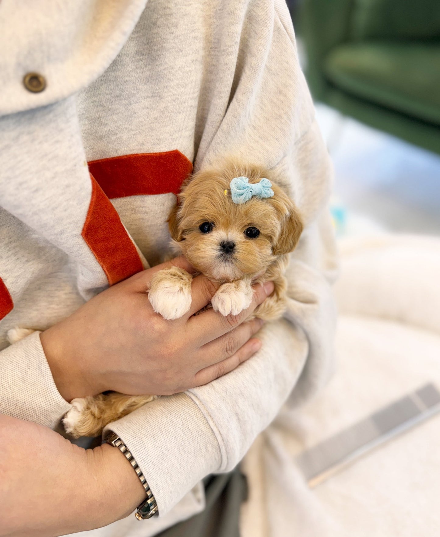 Maltipoo - Ariana(Female) - Beautiful puppy teacup puppy with adorable features available for adoption from Velydog