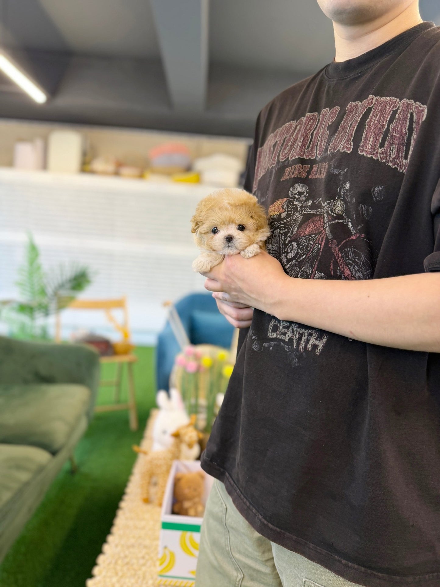 Maltipoo - Arlo(Female) - Beautiful puppy teacup puppy with adorable features available for adoption from Velydog