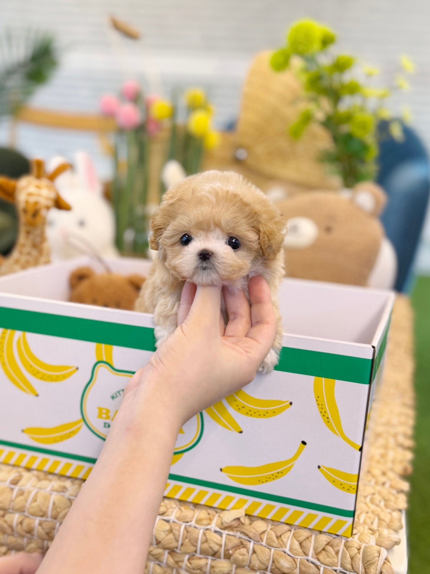Maltipoo - Arlo(Female) - Beautiful puppy teacup puppy with adorable features available for adoption from Velydog