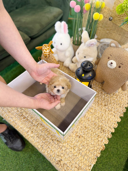 Maltipoo - Arlo(Female) - Beautiful puppy teacup puppy with adorable features available for adoption from Velydog
