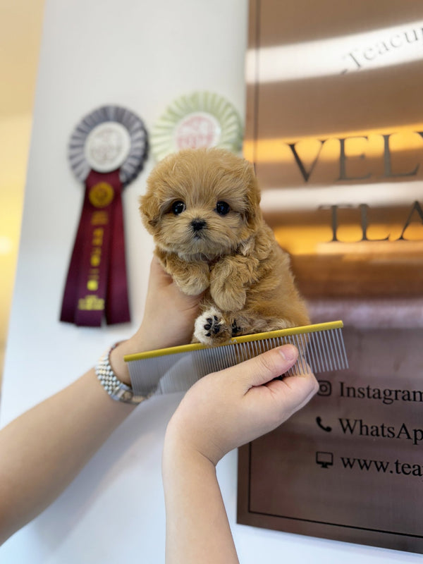 Maltipoo - Aro(Female) - Beautiful puppy teacup puppy with adorable features available for adoption from Velydog