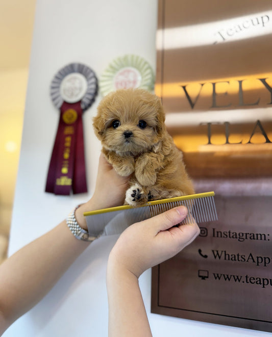 Maltipoo - Aro(Female) - Beautiful puppy teacup puppy with adorable features available for adoption from Velydog