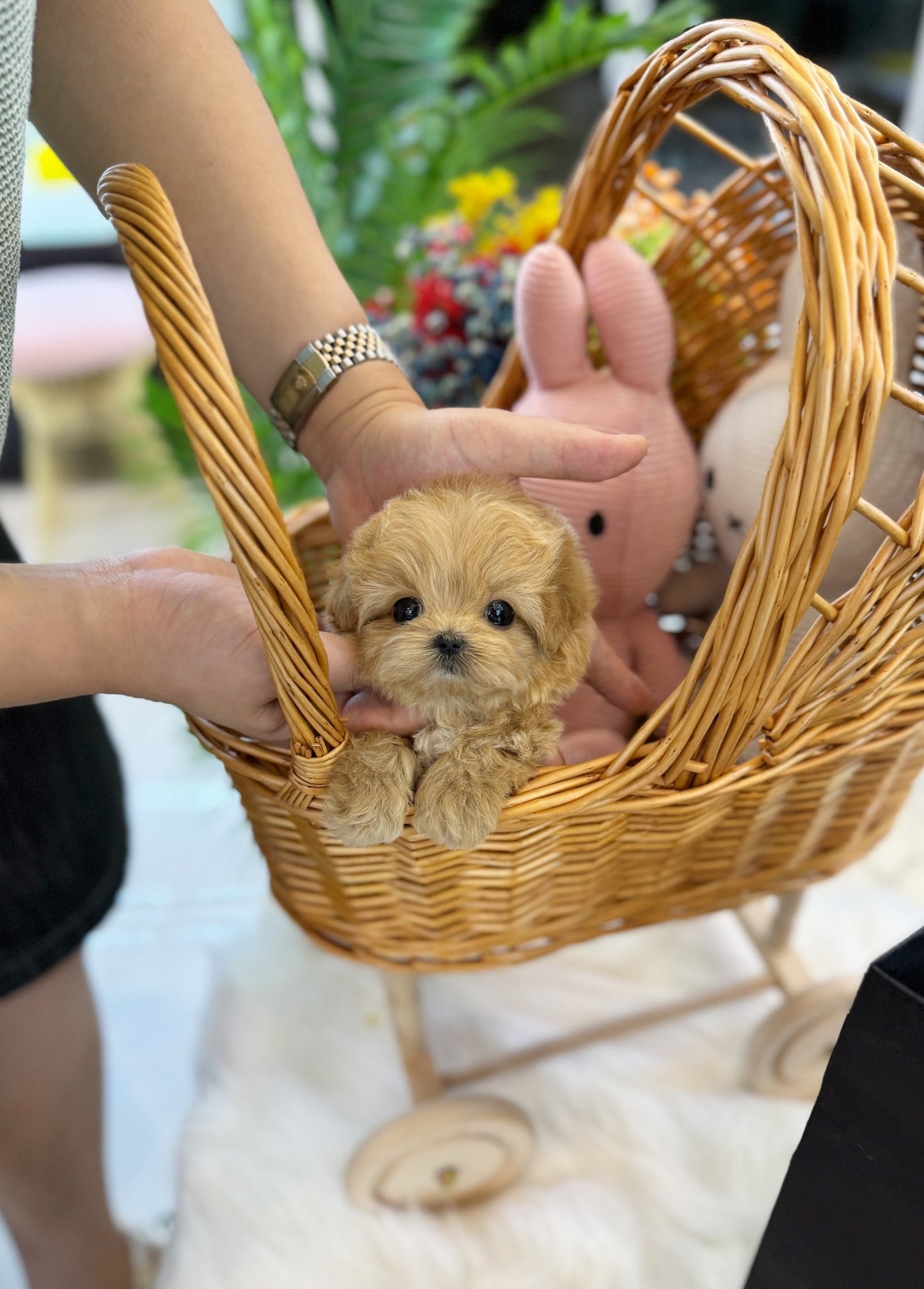 Maltipoo - Aro(Female) - Beautiful puppy teacup puppy with adorable features available for adoption from Velydog