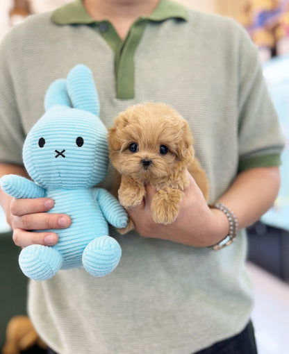 Maltipoo - Aro(Female) - Beautiful puppy teacup puppy with adorable features available for adoption from Velydog