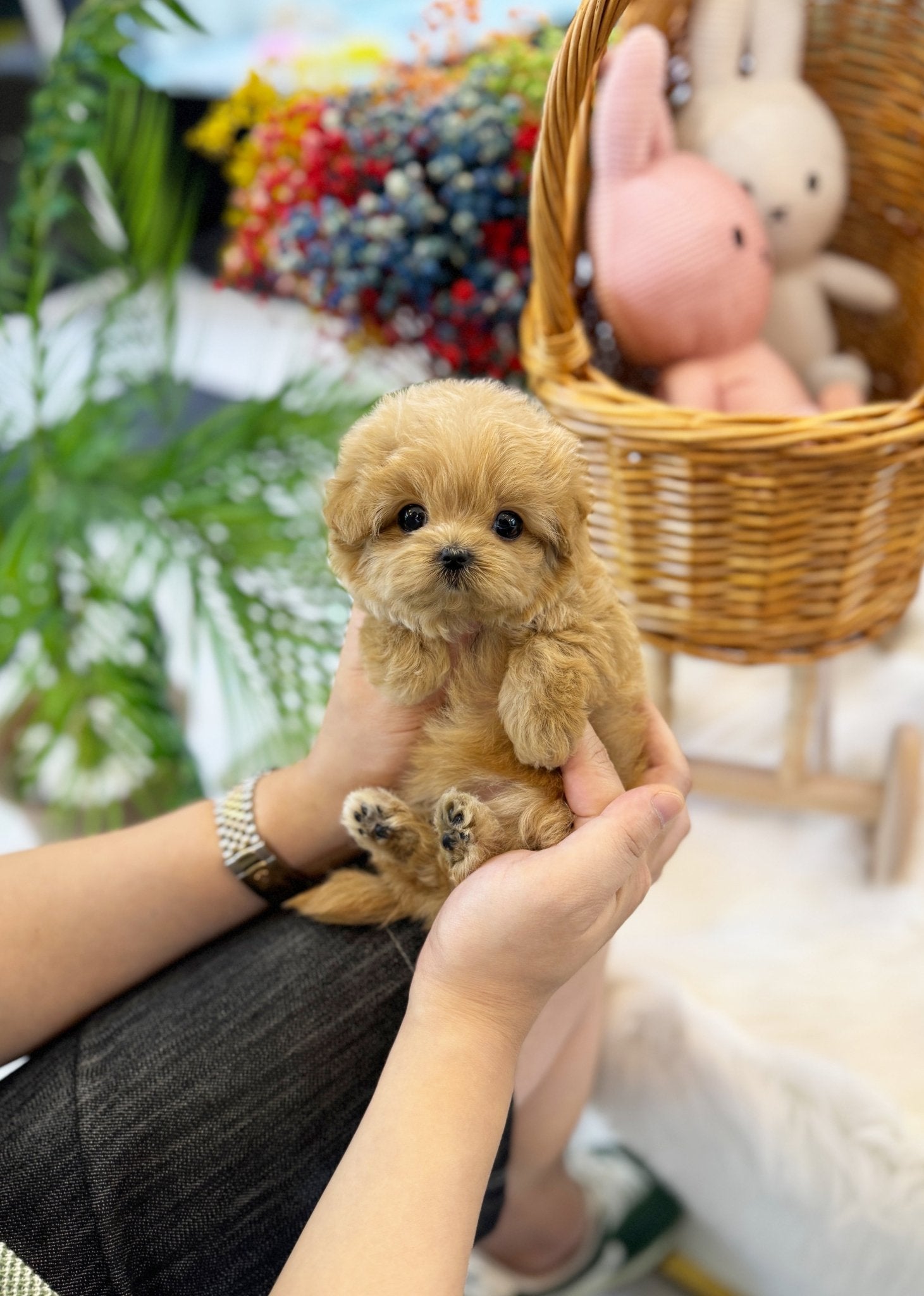 Maltipoo - Aro(Female) - Beautiful puppy teacup puppy with adorable features available for adoption from Velydog