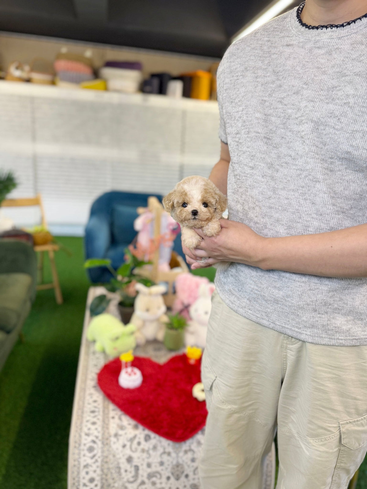 Maltipoo - Aro(Male) - Beautiful puppy teacup puppy with adorable features available for adoption from Velydog