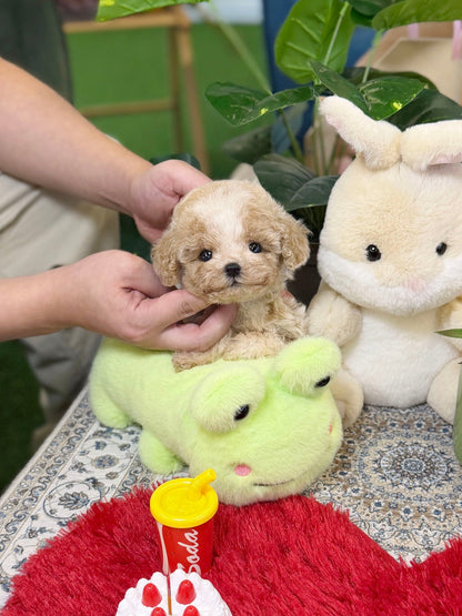 Maltipoo - Aro(Male) - Beautiful puppy teacup puppy with adorable features available for adoption from Velydog