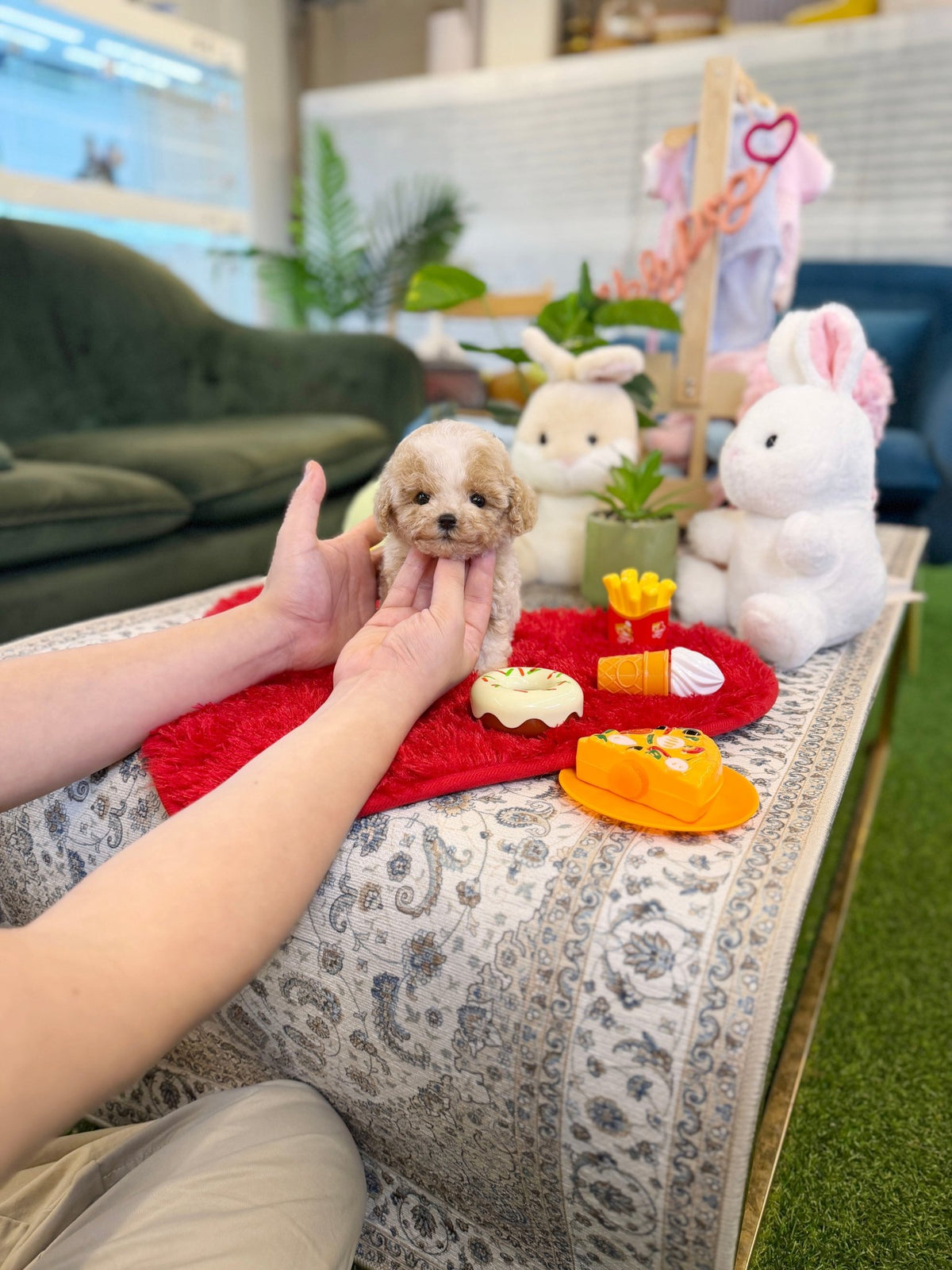 Maltipoo - Aro(Male) - Beautiful puppy teacup puppy with adorable features available for adoption from Velydog