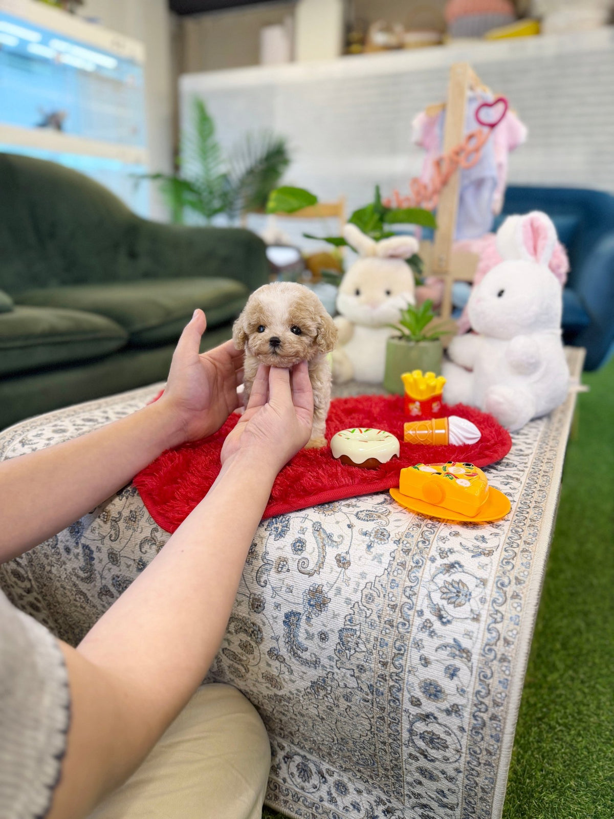 Maltipoo - Aro(Male) - Beautiful puppy teacup puppy with adorable features available for adoption from Velydog