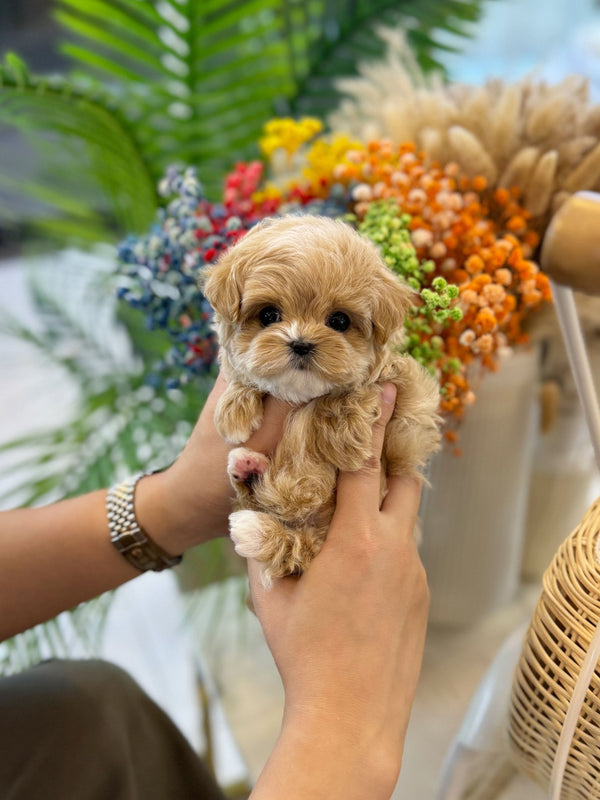 Maltipoo - Athena(Female) - Beautiful puppy teacup puppy with adorable features available for adoption from Velydog