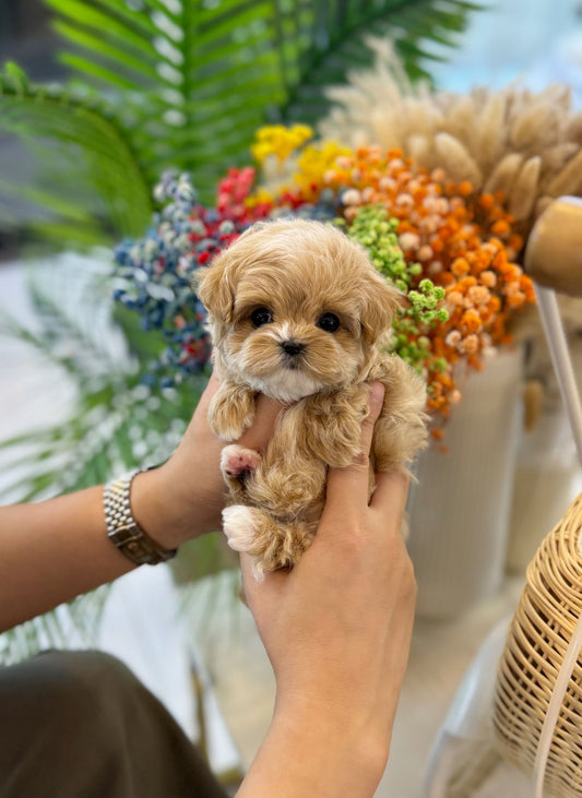 Maltipoo - Athena(Female) - Beautiful puppy teacup puppy with adorable features available for adoption from Velydog