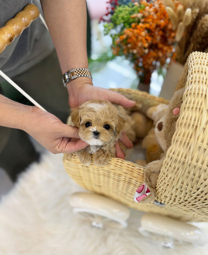 Maltipoo - Athena(Female) - Beautiful puppy teacup puppy with adorable features available for adoption from Velydog