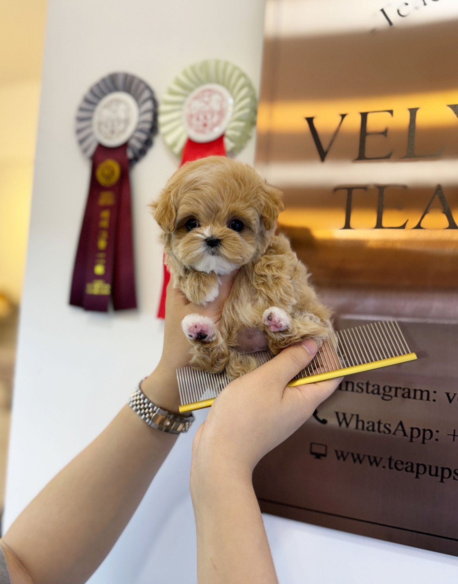 Maltipoo - Athena(Female) - Beautiful puppy teacup puppy with adorable features available for adoption from Velydog