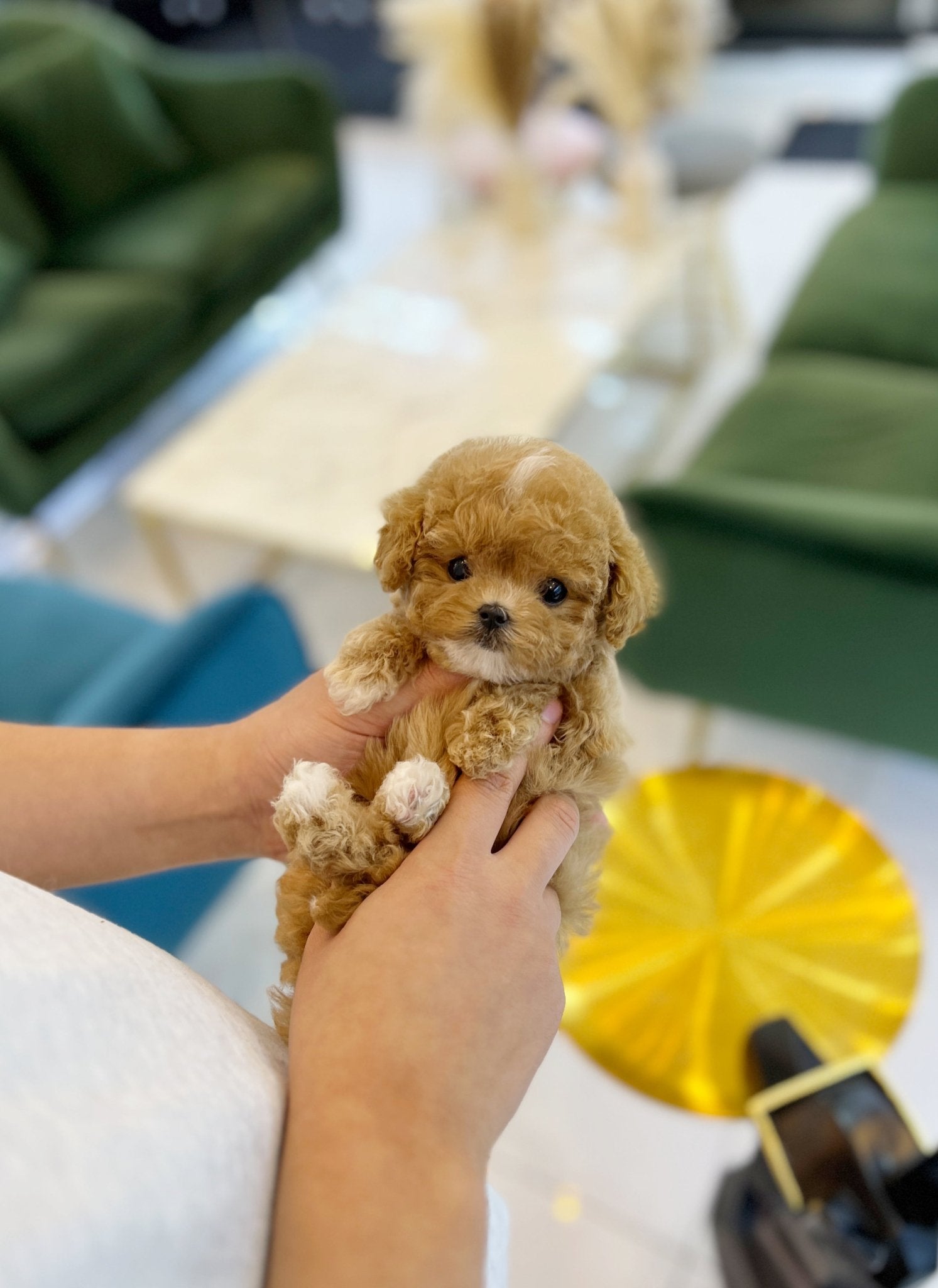 Maltipoo - Audrey(Female) - Beautiful puppy teacup puppy with adorable features available for adoption from Velydog