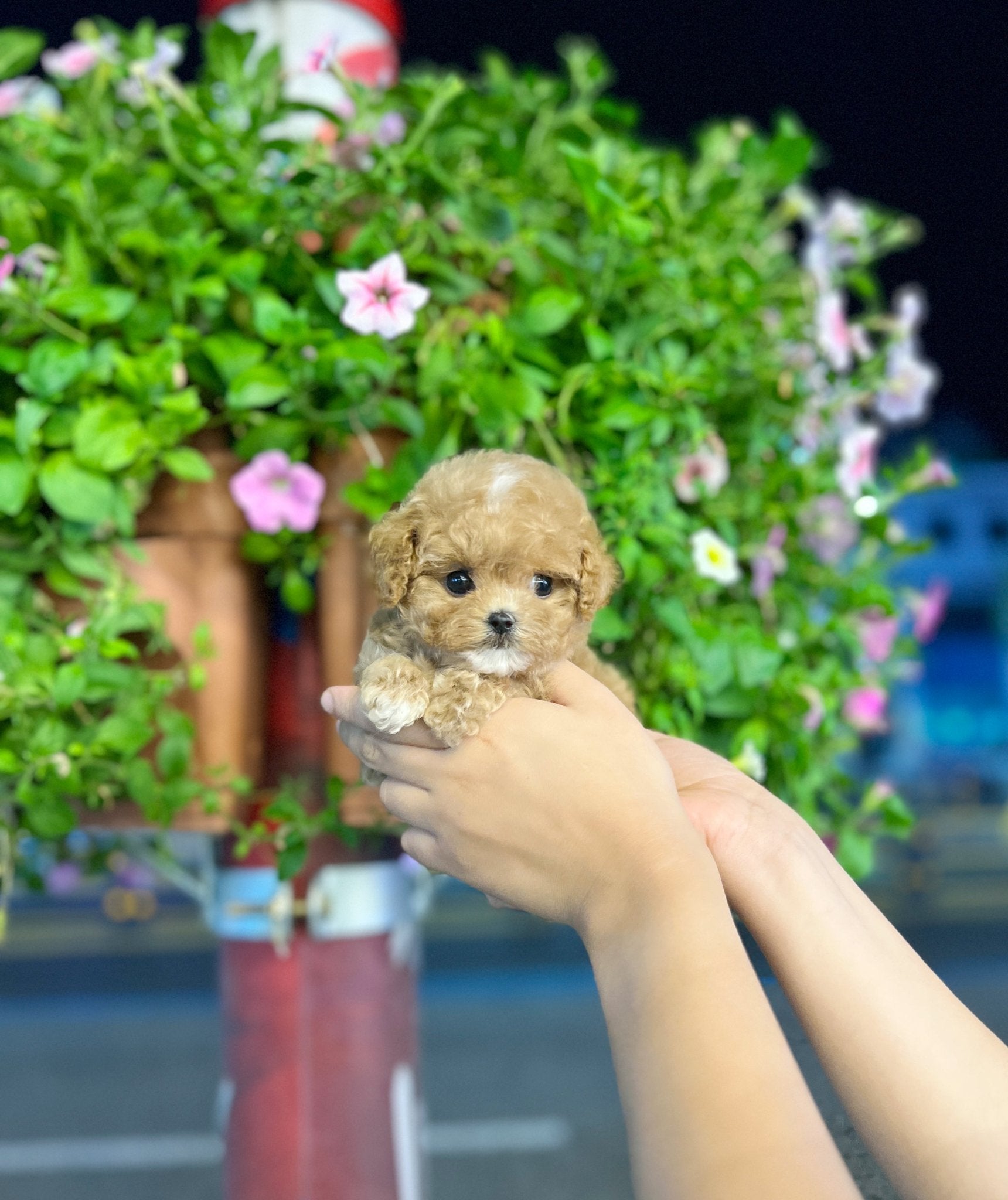 Maltipoo - Audrey(Female) - Beautiful puppy teacup puppy with adorable features available for adoption from Velydog