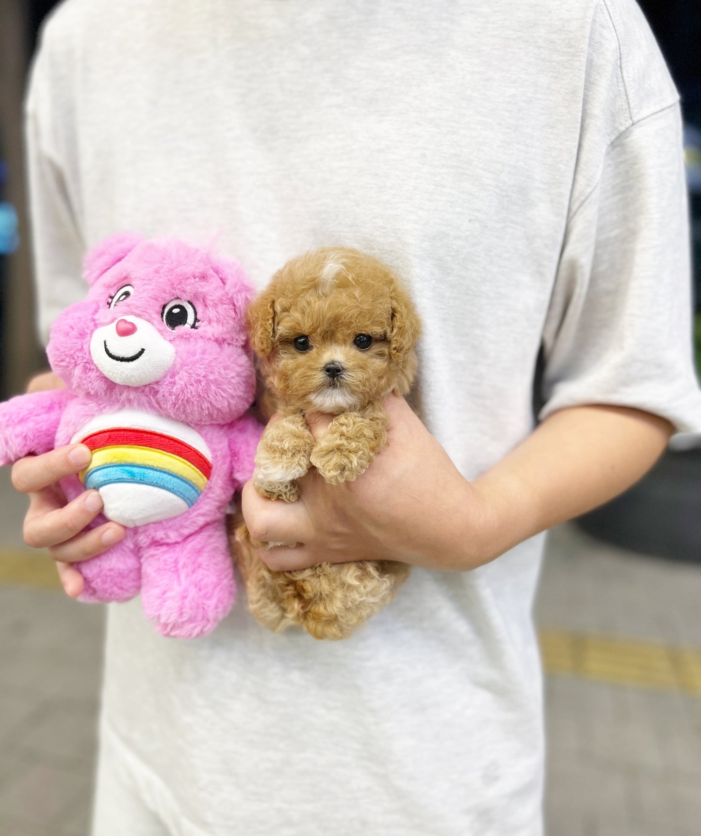 Maltipoo - Audrey(Female) - Beautiful puppy teacup puppy with adorable features available for adoption from Velydog