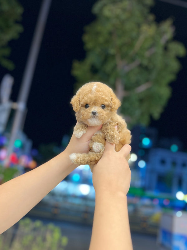 Maltipoo - Audrey(Female) - Beautiful puppy teacup puppy with adorable features available for adoption from Velydog