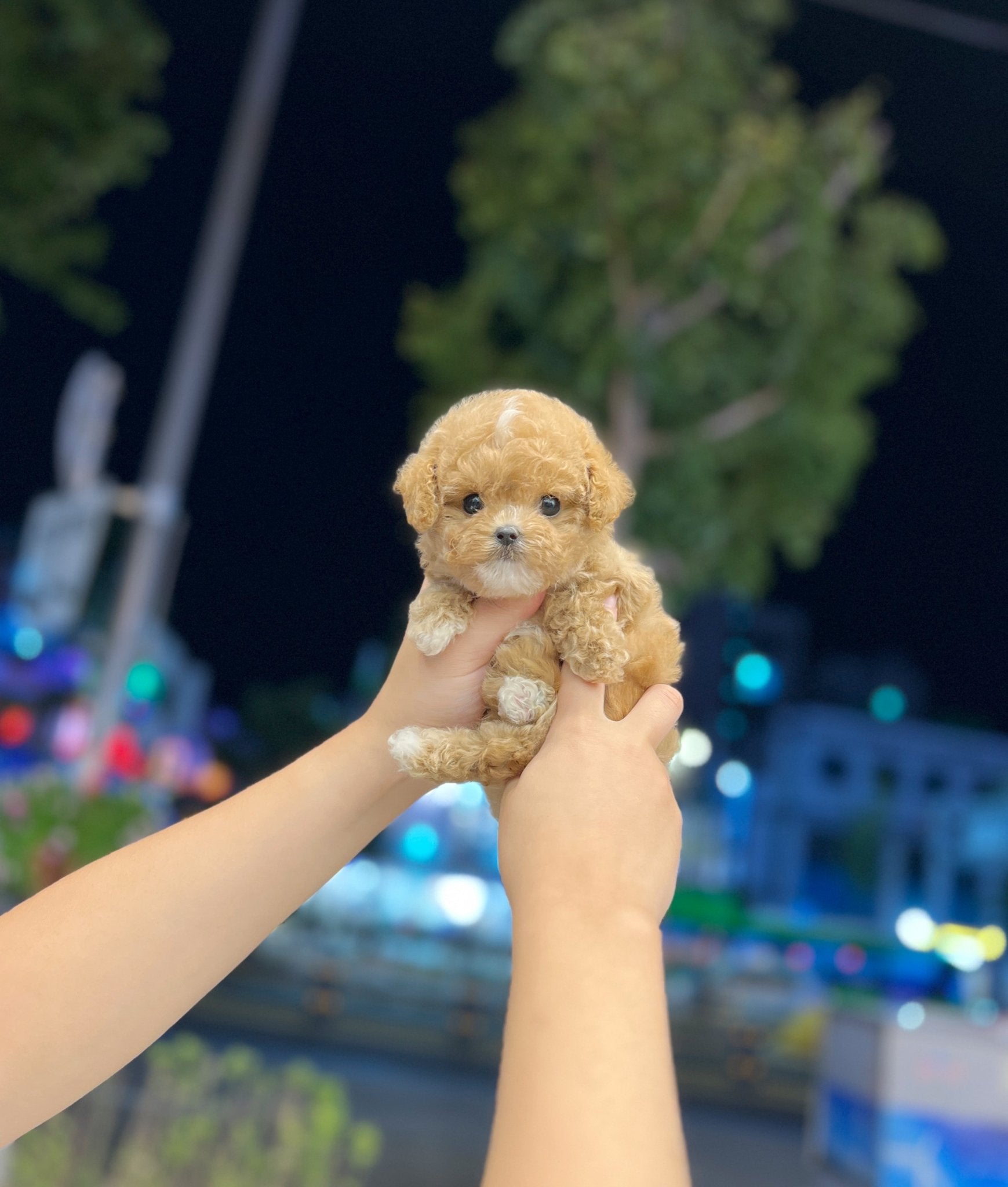 Maltipoo - Audrey(Female) - Beautiful puppy teacup puppy with adorable features available for adoption from Velydog