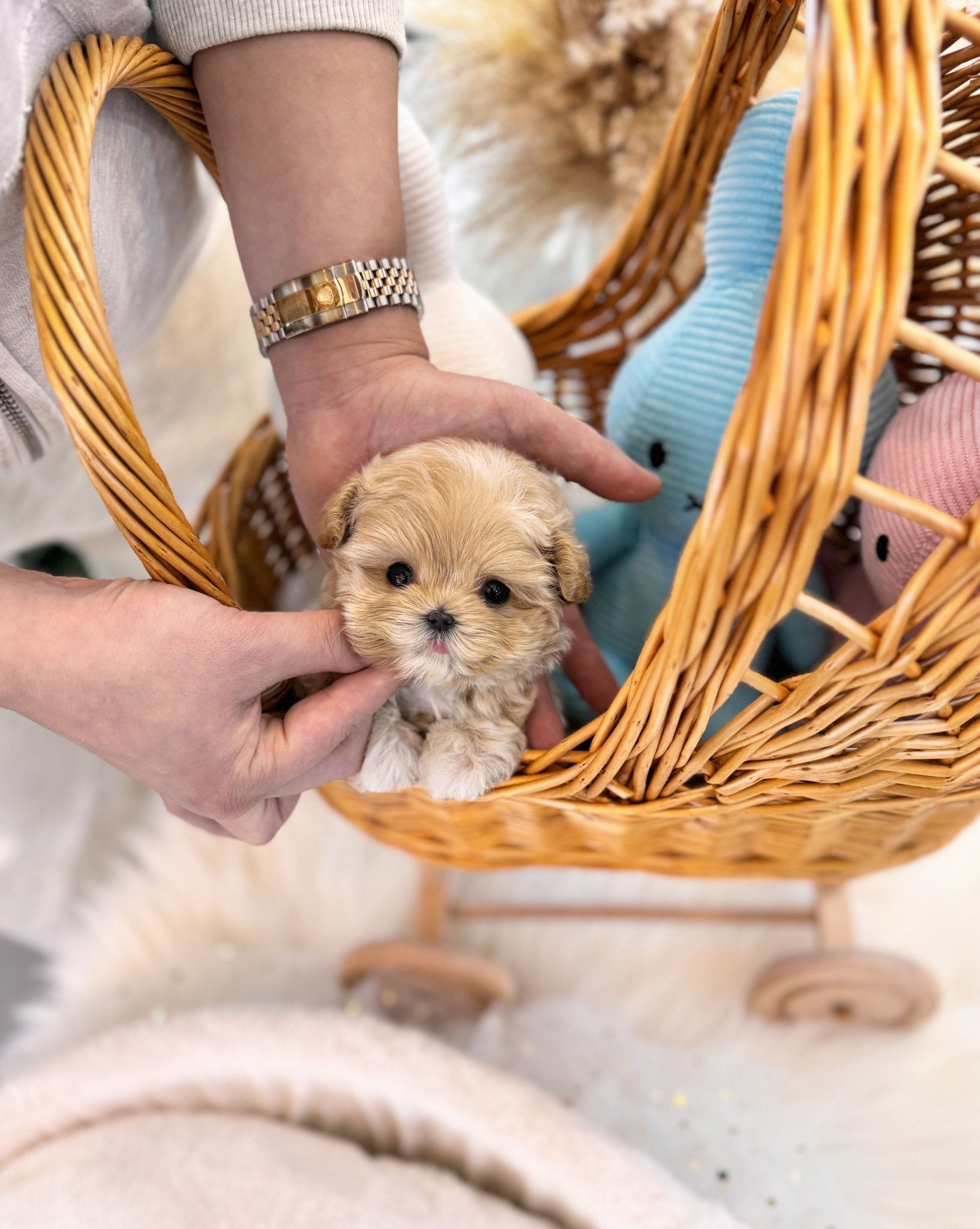 Maltipoo - Bambi(Female) - Beautiful puppy teacup puppy with adorable features available for adoption from Velydog