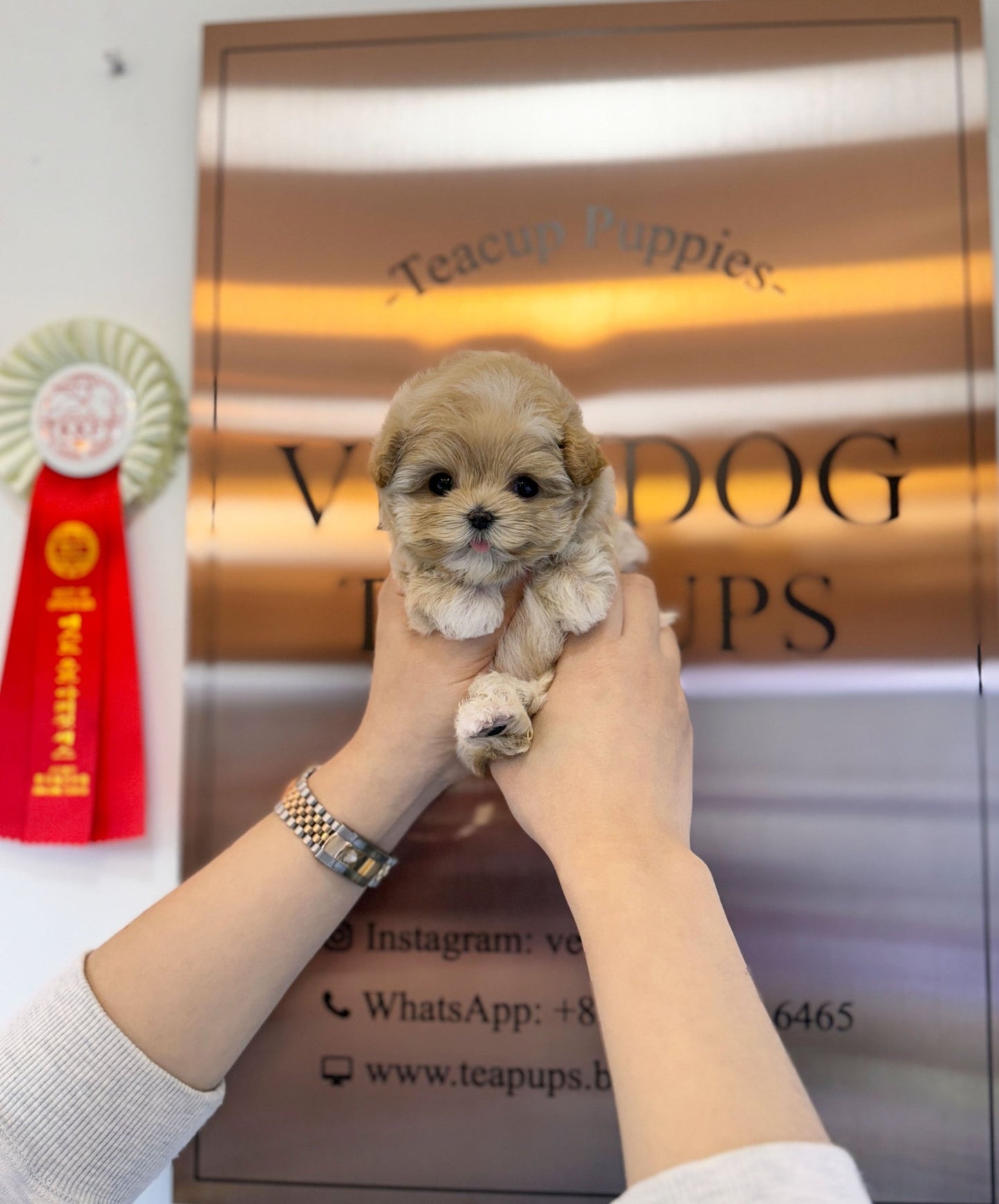 Maltipoo - Bambi(Female) - Beautiful puppy teacup puppy with adorable features available for adoption from Velydog