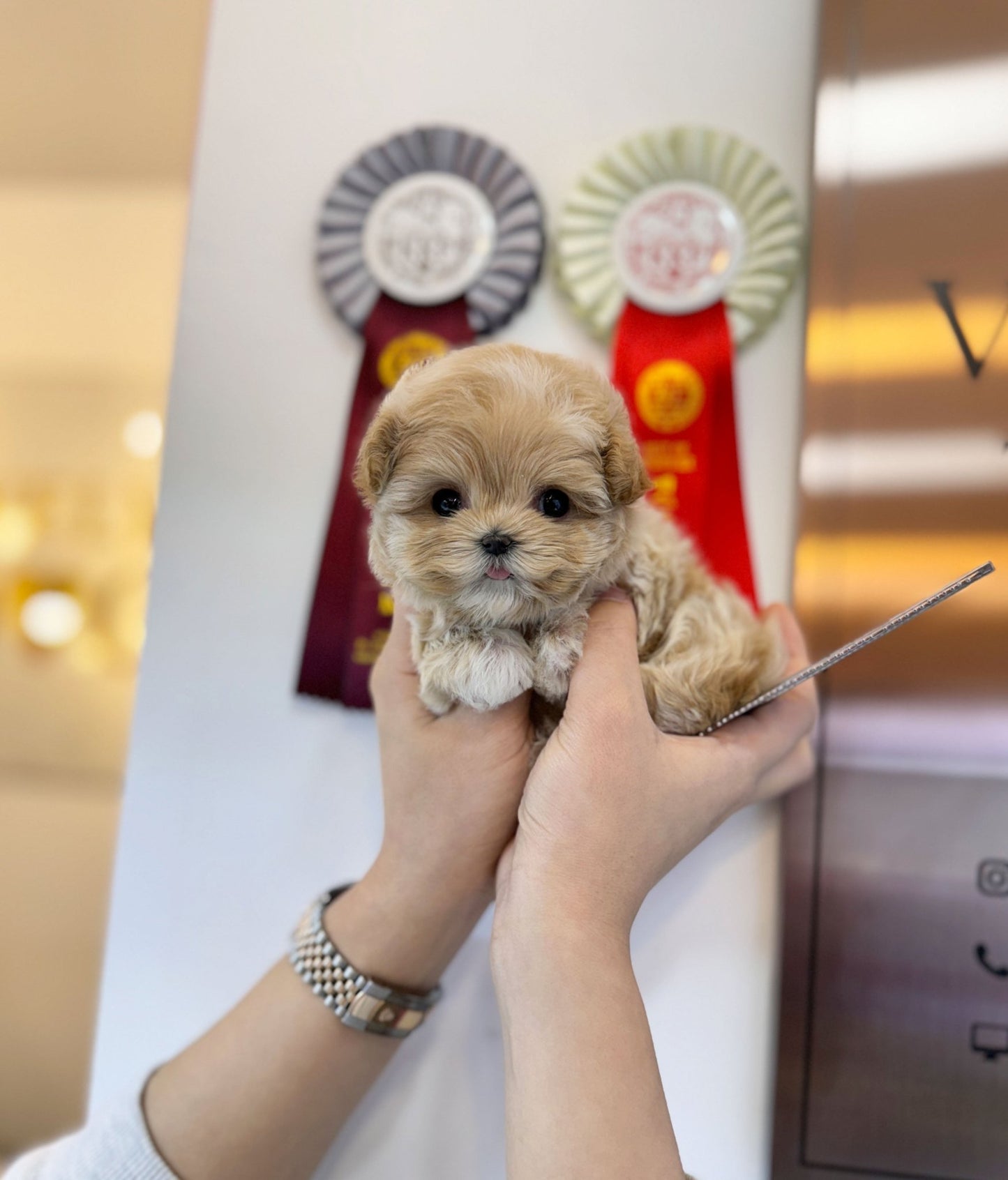 Maltipoo - Bambi(Female) - Beautiful puppy teacup puppy with adorable features available for adoption from Velydog