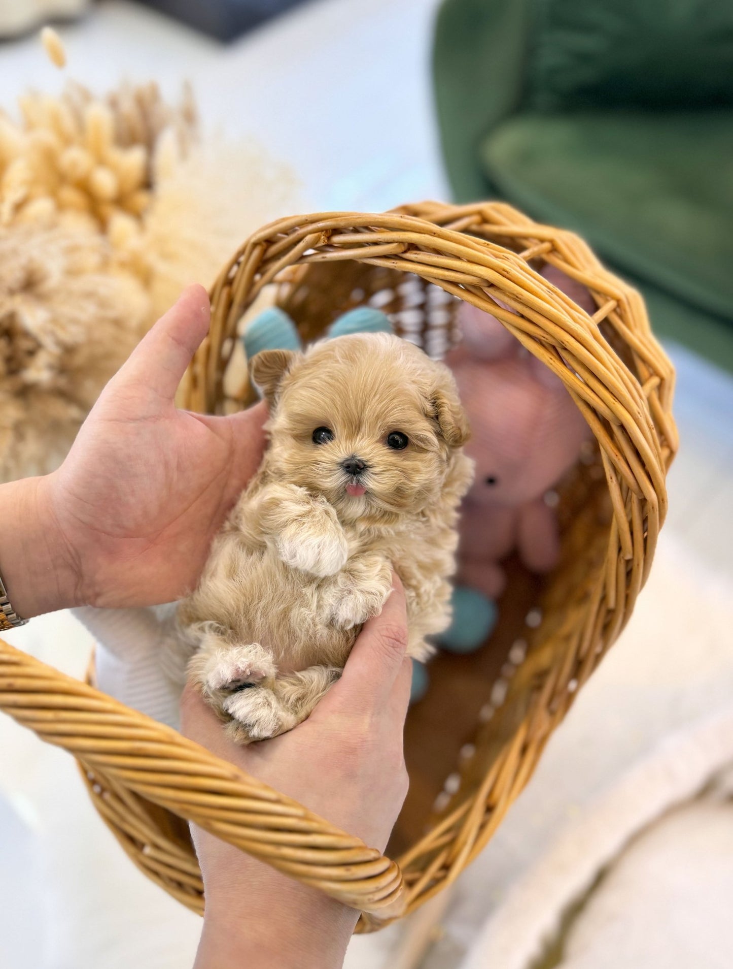 Maltipoo - Bambi(Female) - Beautiful puppy teacup puppy with adorable features available for adoption from Velydog