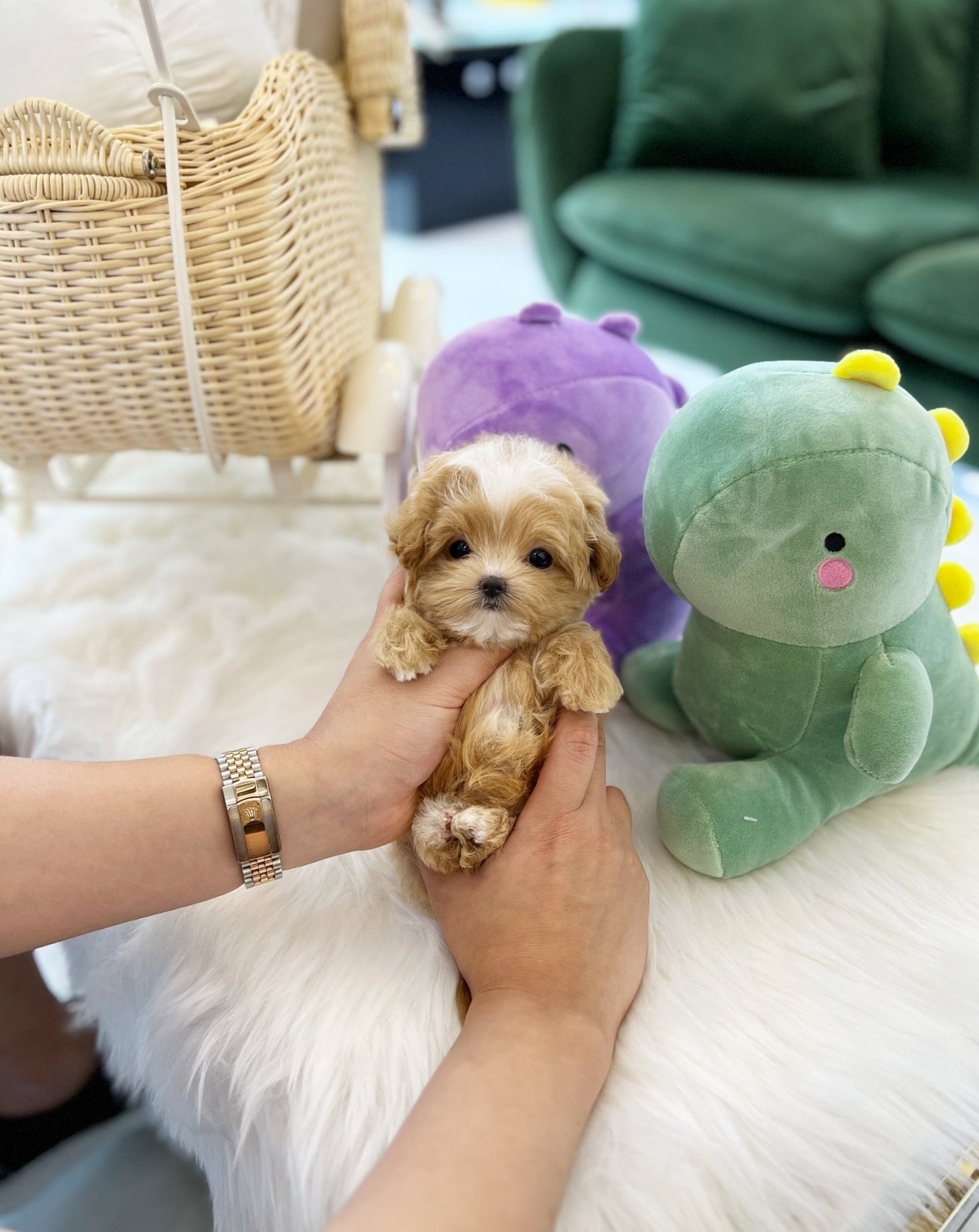 Maltipoo - Banana(Male) - Beautiful puppy teacup puppy with adorable features available for adoption from Velydog