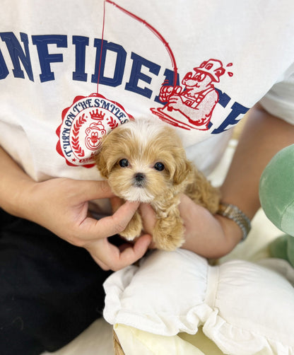 Maltipoo - Banana(Male) - Beautiful puppy teacup puppy with adorable features available for adoption from Velydog